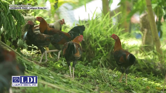 Raffy Yulo ng Rapapap Gamefarm Magbabahagi ng kanyang Effective Range Area System sa Powered by LDI August 9, 2025